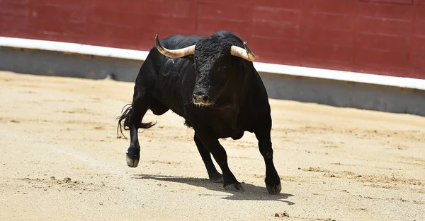 Poderoso Touro Preto Praça Touros Espanhola Com Grandes Chifres — Fotografia de Stock