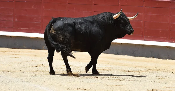 Poderoso Touro Preto Praça Touros Espanhola Com Grandes Chifres — Fotografia de Stock