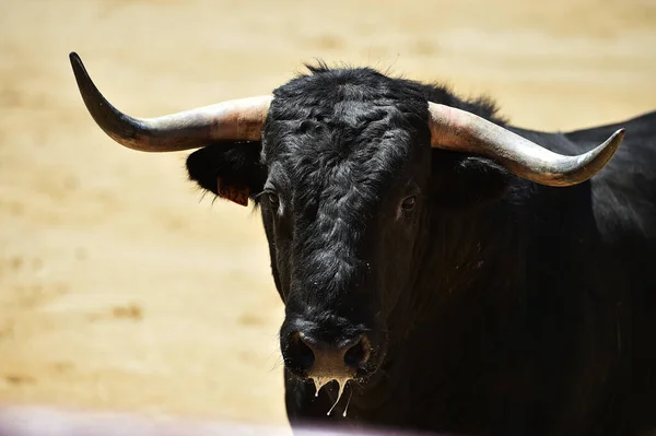 Kraftfull Svart Tjur Den Spanska Tjurfäktningsarenan Med Stora Horn — Stockfoto