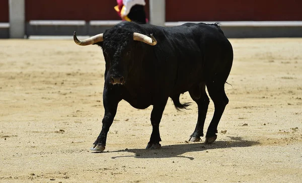 Ένας Ισχυρός Μαύρος Ταύρος Στην Ισπανική Αρένα Μεγάλα Κέρατα — Φωτογραφία Αρχείου