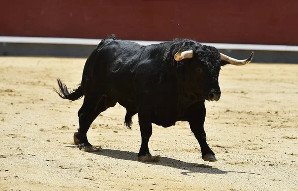 Ένας Ισχυρός Μαύρος Ταύρος Στην Ισπανική Αρένα Μεγάλα Κέρατα — Φωτογραφία Αρχείου