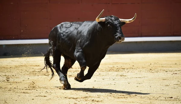 Poderoso Touro Preto Praça Touros Espanhola Com Grandes Chifres — Fotografia de Stock