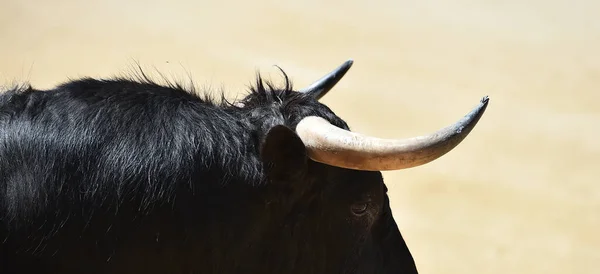 Ein Mächtiger Schwarzer Stier Auf Der Spanischen Stierkampfarena Mit Großen — Stockfoto