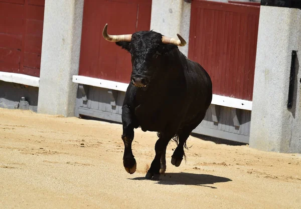 Ein Mächtiger Schwarzer Stier Auf Der Spanischen Stierkampfarena Mit Großen — Stockfoto