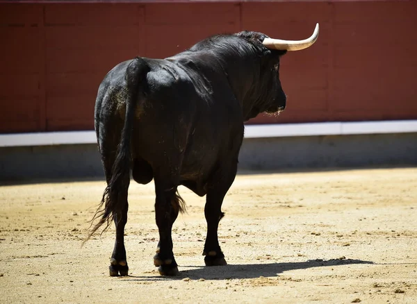 Kraftfull Svart Tjur Den Spanska Tjurfäktningsarenan Med Stora Horn — Stockfoto