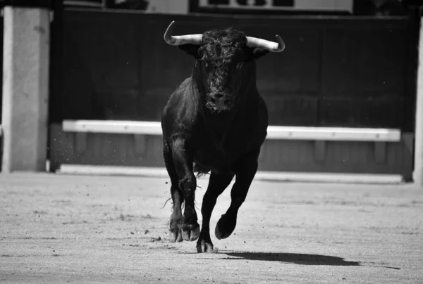 西班牙斗牛场上一只长着大喇叭的大黑公牛 — 图库照片