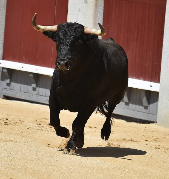 Poderoso Touro Preto Praça Touros Espanhola Com Grandes Chifres — Fotografia de Stock