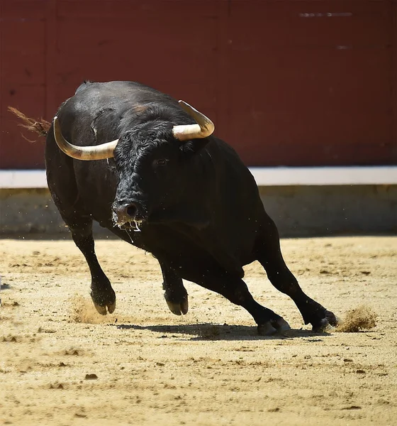 Büyük Boynuzları Olan Güçlü Bir Siyah Boğa Spanyol Arenasında — Stok fotoğraf