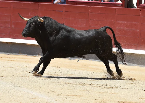 Ein Mächtiger Schwarzer Stier Auf Der Spanischen Stierkampfarena Mit Großen — Stockfoto