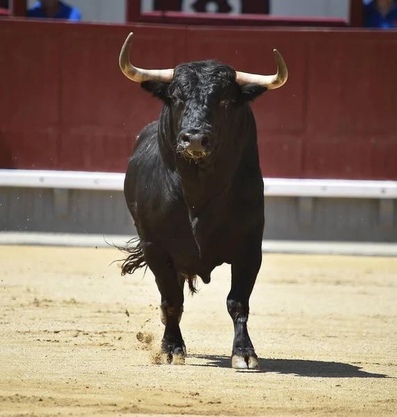 西班牙斗牛场上一只长着大喇叭的大黑公牛 — 图库照片