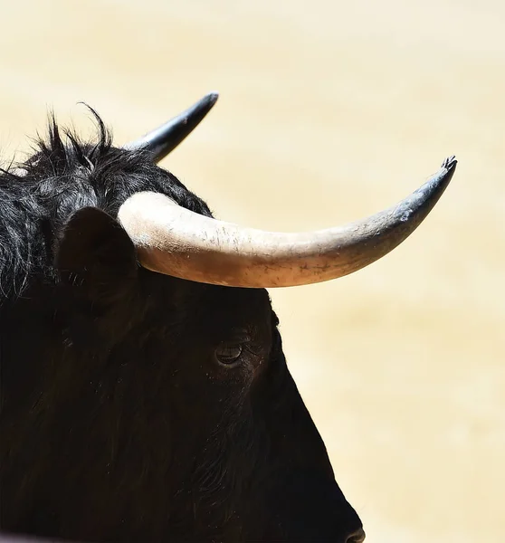 Kraftfull Svart Tjur Den Spanska Tjurfäktningsarenan Med Stora Horn — Stockfoto