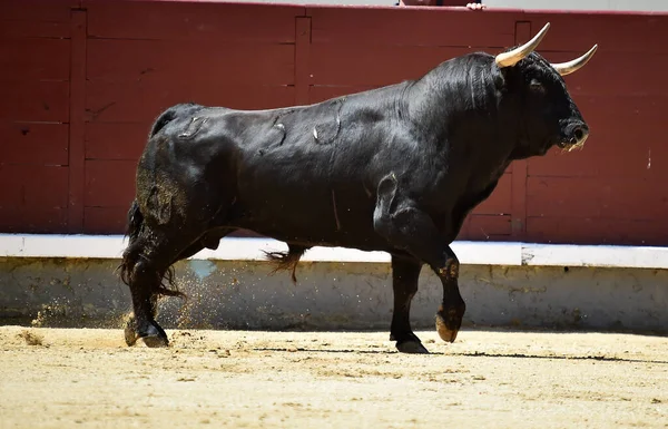 Ένας Ισχυρός Μαύρος Ταύρος Στην Ισπανική Αρένα Μεγάλα Κέρατα — Φωτογραφία Αρχείου