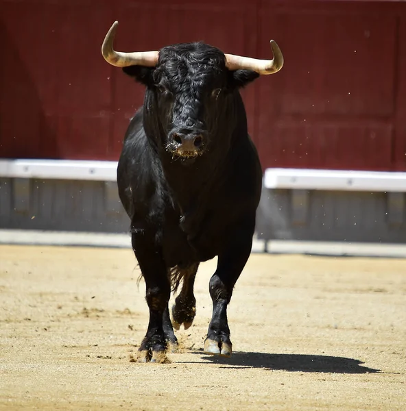 Büyük Boynuzları Olan Güçlü Bir Siyah Boğa Spanyol Arenasında — Stok fotoğraf