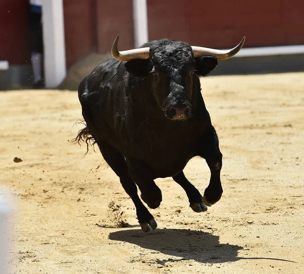 a powerful black bull on the spanish bullring with big horns