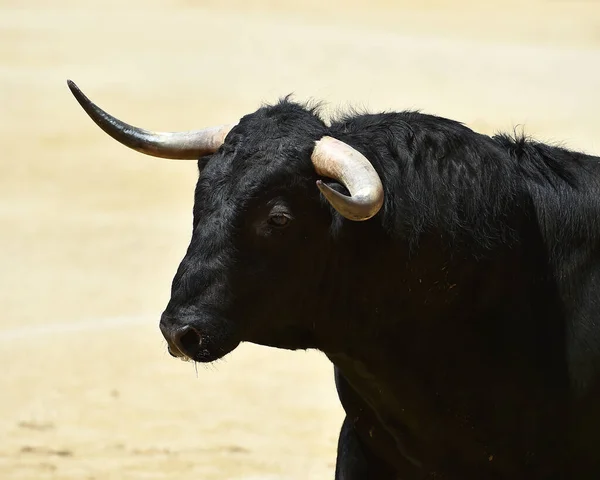 Poderoso Touro Preto Praça Touros Espanhola Com Grandes Chifres — Fotografia de Stock