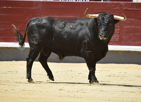 Poderoso Toro Negro Plaza Toros Española Con Cuernos Grandes —  Fotos de Stock