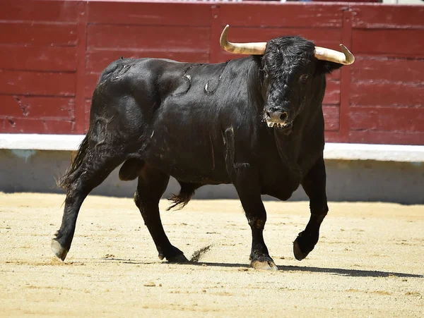 Poderoso Touro Preto Praça Touros Espanhola Com Grandes Chifres — Fotografia de Stock