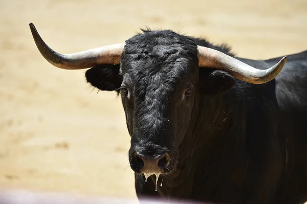 Kraftfull Svart Tjur Den Spanska Tjurfäktningsarenan Med Stora Horn — Stockfoto