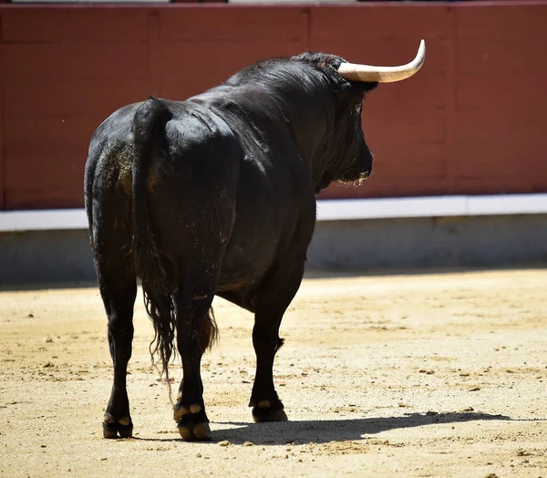 Poderoso Touro Preto Praça Touros Espanhola Com Grandes Chifres — Fotografia de Stock