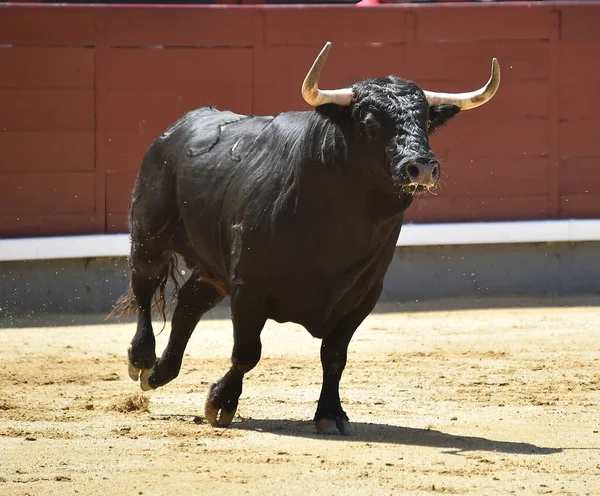 Taureau Noir Puissant Sur Arène Espagnole Avec Grandes Cornes — Photo