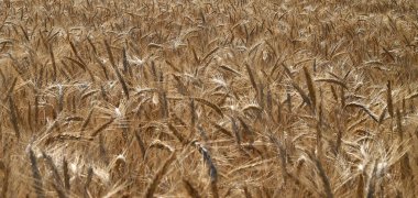Mısır gevreği tarlasında güzel buğday kulakları