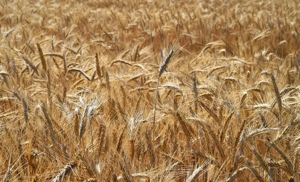 Some Pretty Wheat Ears Cereal Field — Stock Photo, Image