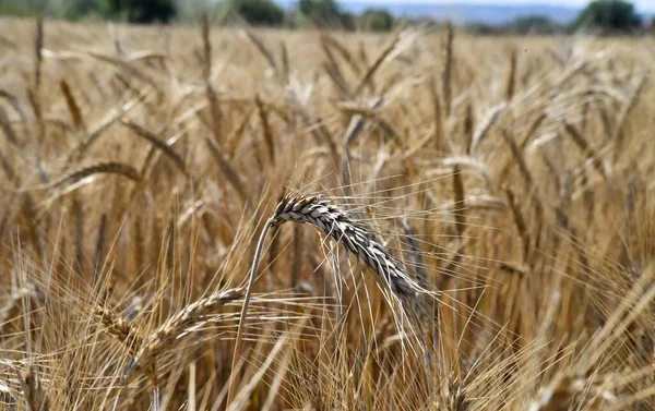 Delle Belle Spighe Grano Campo Cereali — Foto Stock