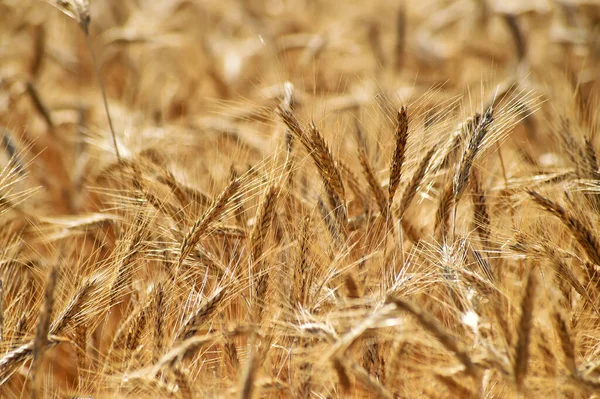 Algumas Orelhas Trigo Bonitas Campo Cereais — Fotografia de Stock