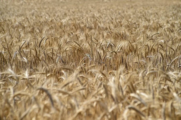 Some Pretty Wheat Ears Cereal Field — 스톡 사진
