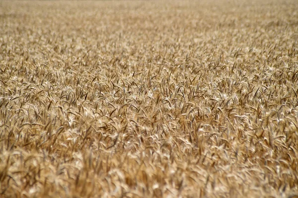 Unas Lindas Espigas Trigo Campo Cereales — Foto de Stock