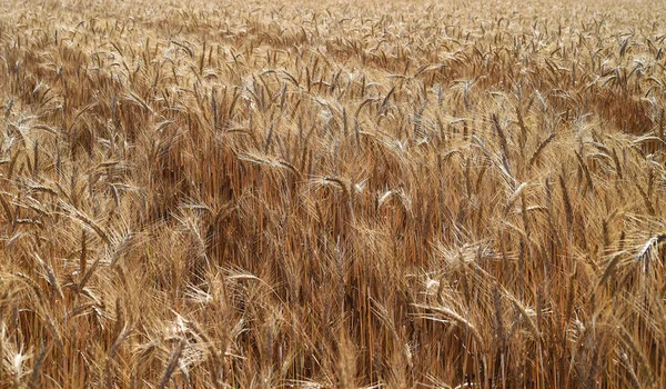 Mısır Gevreği Tarlasında Güzel Buğday Kulakları — Stok fotoğraf
