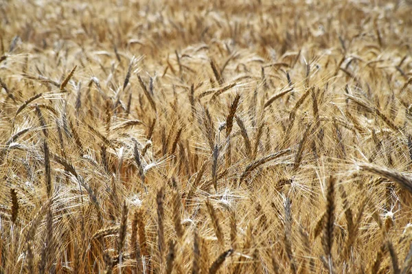 Algumas Orelhas Trigo Bonitas Campo Cereais — Fotografia de Stock