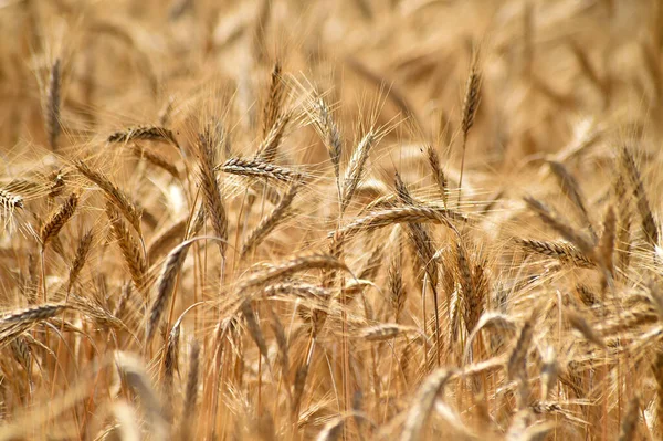 Unas Lindas Espigas Trigo Campo Cereales — Foto de Stock