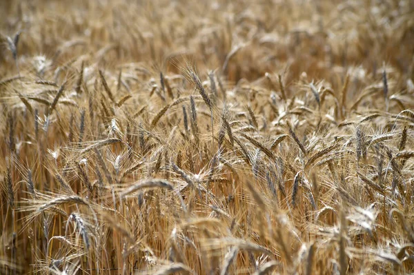 穀物畑では小麦の耳が — ストック写真