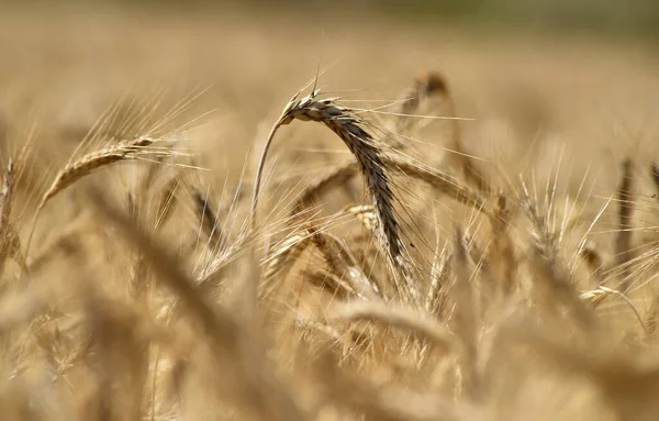 Unas Lindas Espigas Trigo Campo Cereales — Foto de Stock