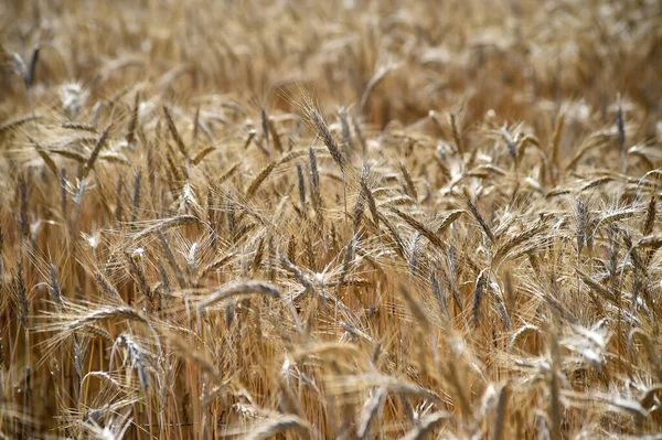 Algumas Orelhas Trigo Bonitas Campo Cereais — Fotografia de Stock