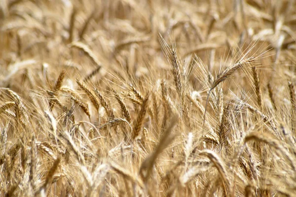 Некоторые Красивые Колосья Пшеницы Зерновом Поле — стоковое фото