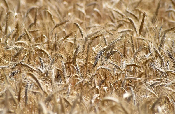 Kilka Pięknych Kłosów Pszenicy Polu Zbóż — Zdjęcie stockowe