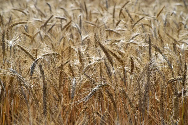 Unas Lindas Espigas Trigo Campo Cereales — Foto de Stock