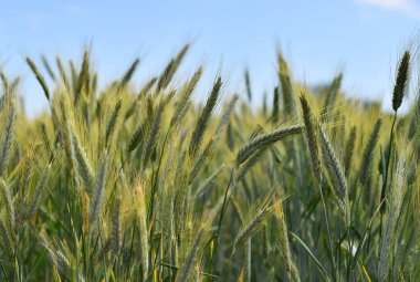 Mısır gevreği tarlasında güzel buğday kulakları