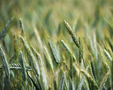 Mısır gevreği tarlasında güzel buğday kulakları