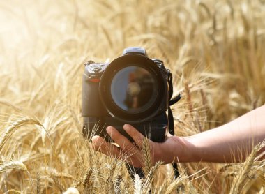 Buğday tarlasında fotoğraf makinesi.