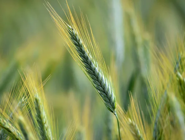 Wat Mooie Tarwe Oren Een Graanveld — Stockfoto