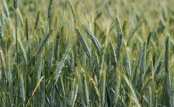 Wat Mooie Tarwe Oren Een Graanveld — Stockfoto