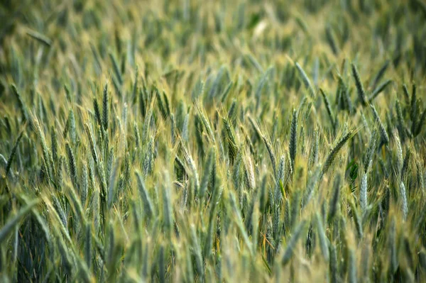 Some Pretty Wheat Ears Cereal Field — 图库照片