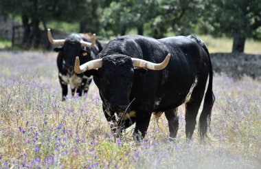 Büyük boynuzlu İspanyol boğası.
