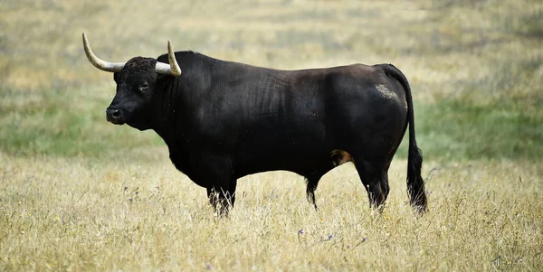 Spanischer Kraftvoller Stier Mit Großen Hörnern Auf Dem Feld — Stockfoto