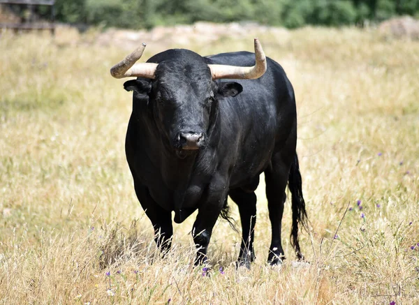 Spanischer Kraftvoller Stier Mit Großen Hörnern Auf Dem Feld — Stockfoto