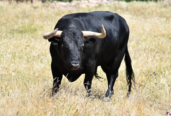Spanischer Kraftvoller Stier Mit Großen Hörnern Auf Dem Feld — Stockfoto
