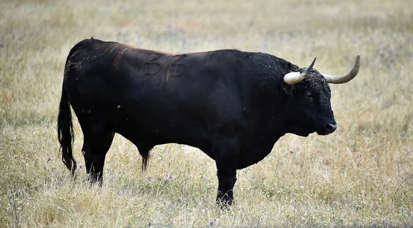 Spanish Powerful Bull Big Horns Field — Stock Photo, Image
